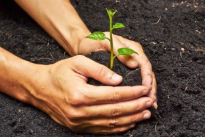 two hands holding, growing and caring a young green plant